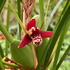 Maxillaria houtteana