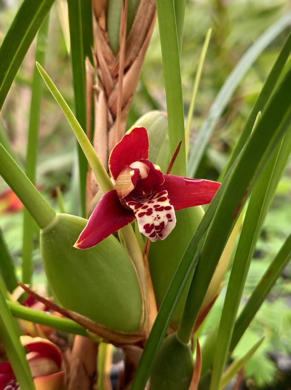 Maxillaria houtteana