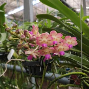Rhrds.-Bangkok-Sunset-x-Rhy.-gigantea