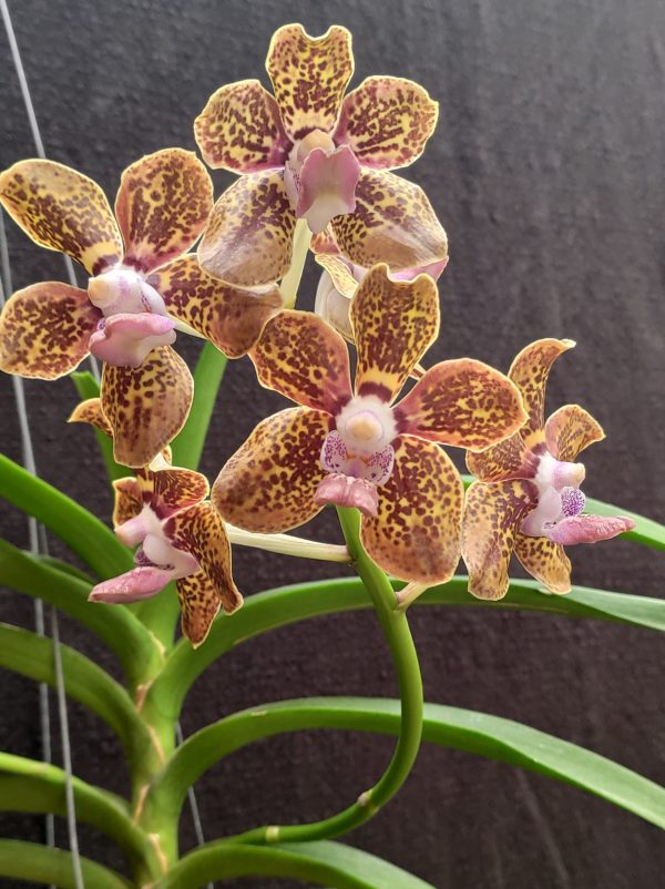 Vanda Kultana Fragrance x V. tessellata