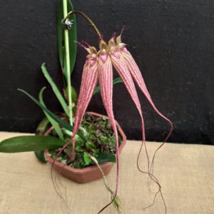 Bulbophyllum Elizabeth Ann 'Buckleberry'
