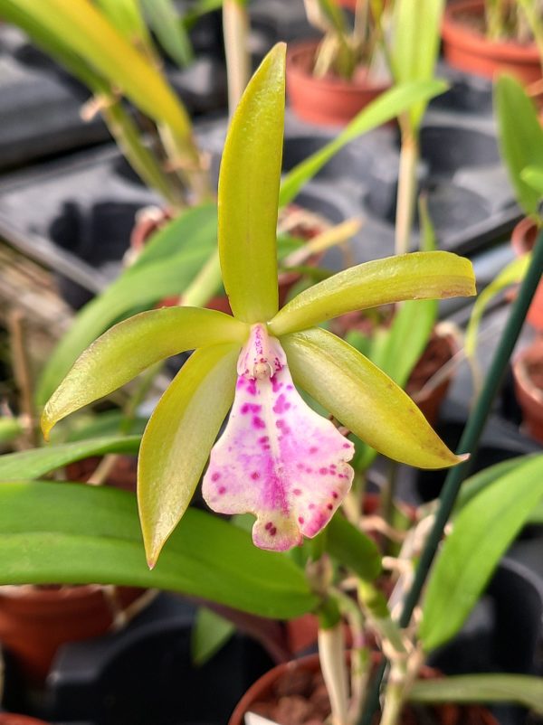 Brassocattleya Binosa