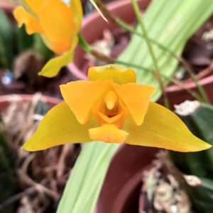 Lycaste consobrina