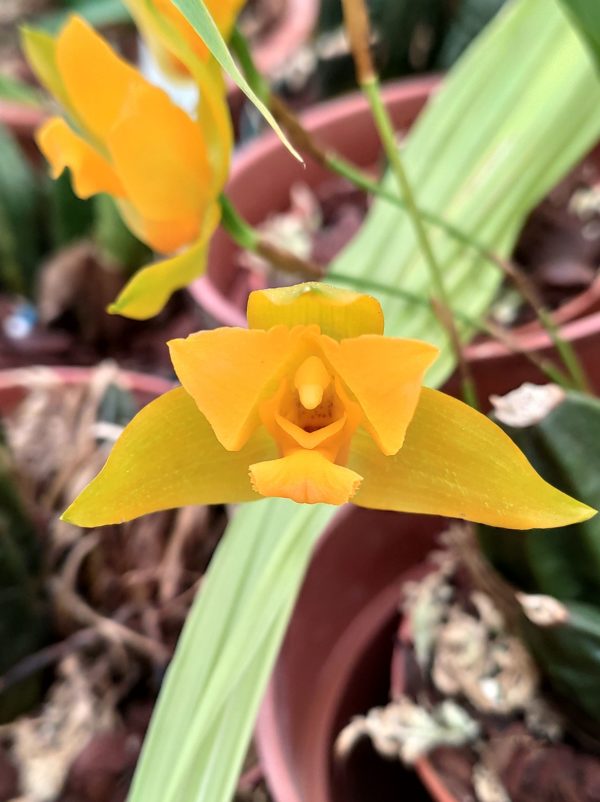 Lycaste consobrina