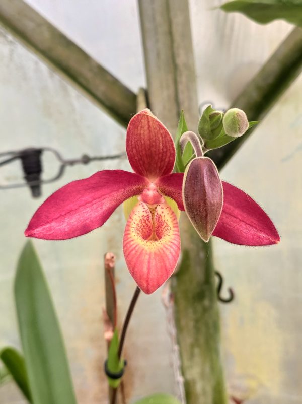 Phragmipedium Memoria 'Dick Clements'