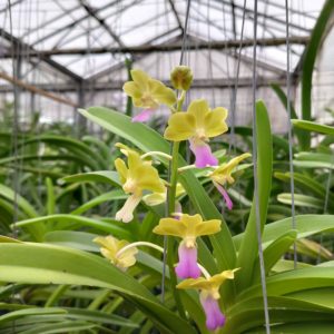 (V. denisoniana x Rhync. coelestis) x Aer. vietnamica