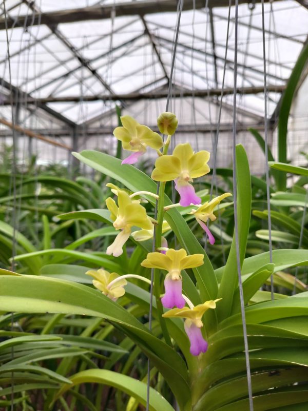 (V. denisoniana x Rhync. coelestis) x Aer. vietnamica