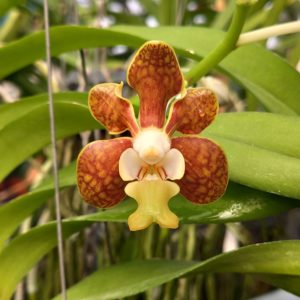 V. brunea x V. denisoniana