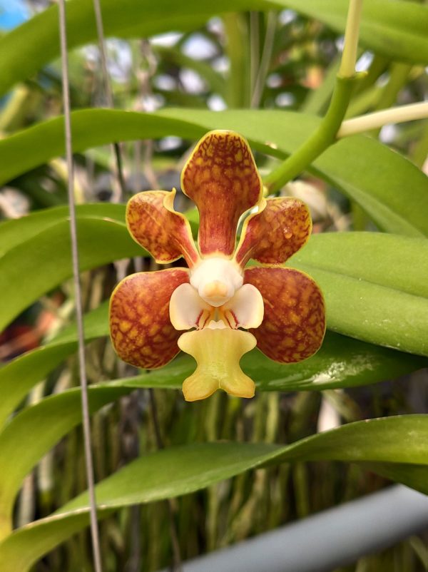 V. brunea x V. denisoniana