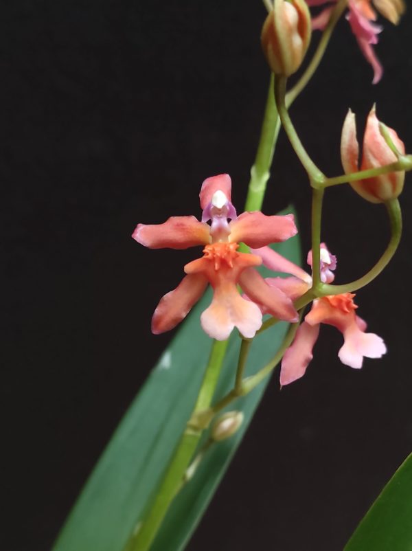 Oncidium hybride 1