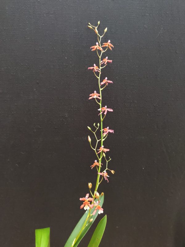 Oncidium hybride 1 – Image 2