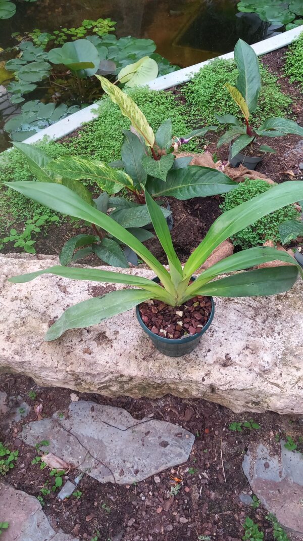 Paphiopedilum Bel Royal – Image 2