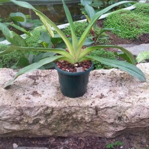 Paphiopedilum Bel Royal