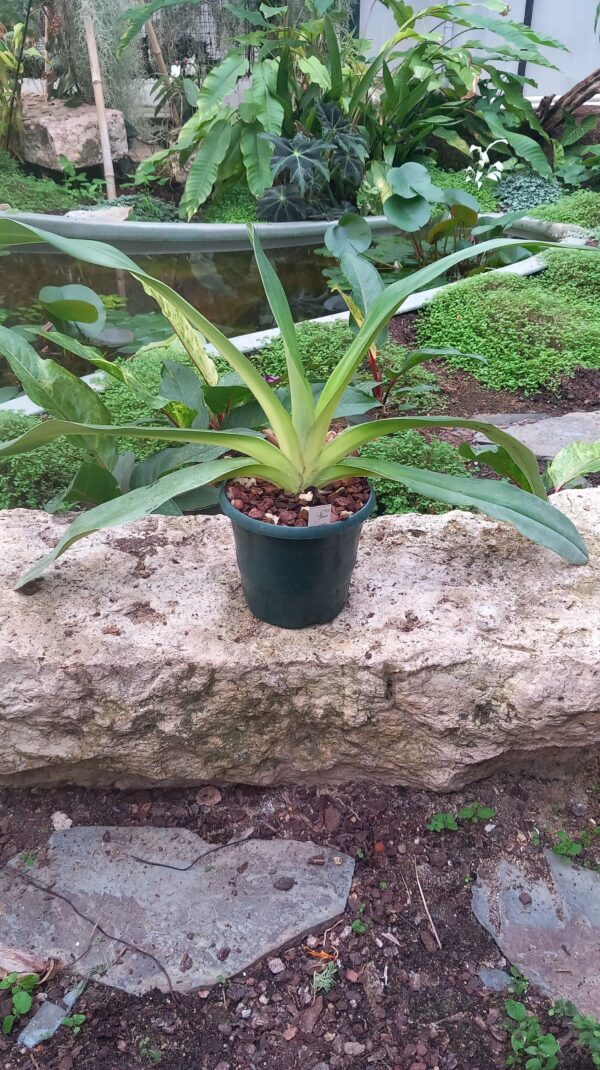Paphiopedilum Bel Royal