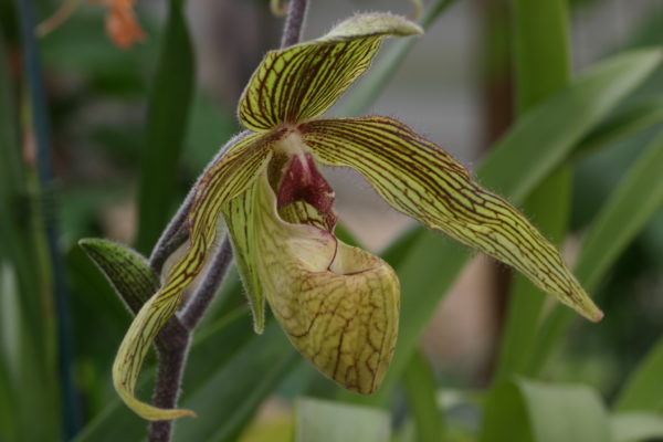 Paphiopedilum Harold Koopowitz