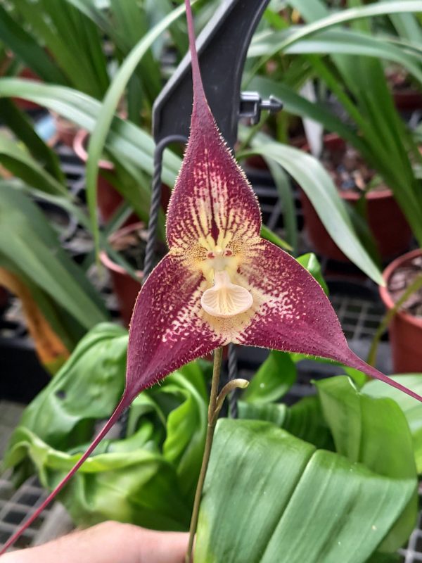 Dracula Phantom