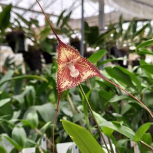 Dracula pubescens