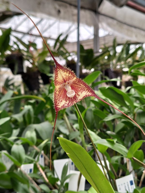 Dracula pubescens