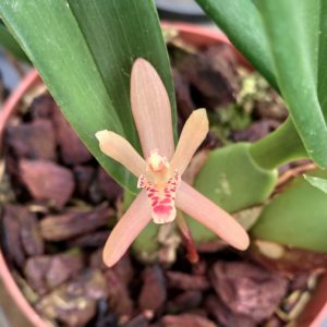 Maxillaria rufescens