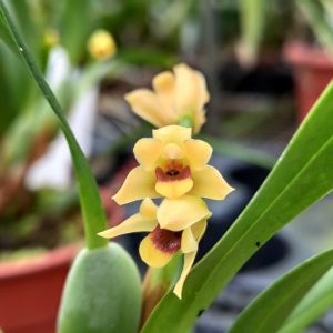 Maxillaria variabilis