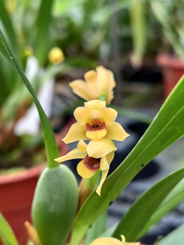 Maxillaria variabilis