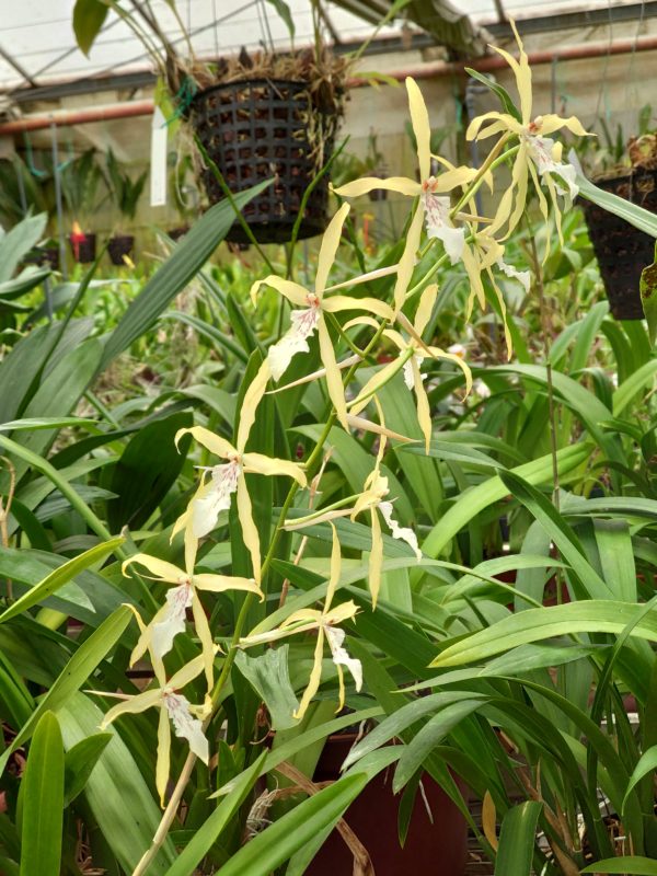 Miltonia flavescens