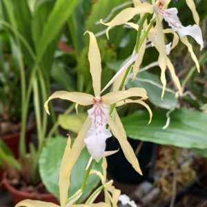 Miltonia flavescens