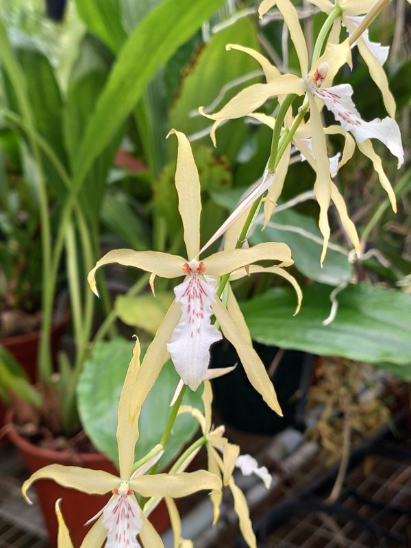 Miltonia flavescens