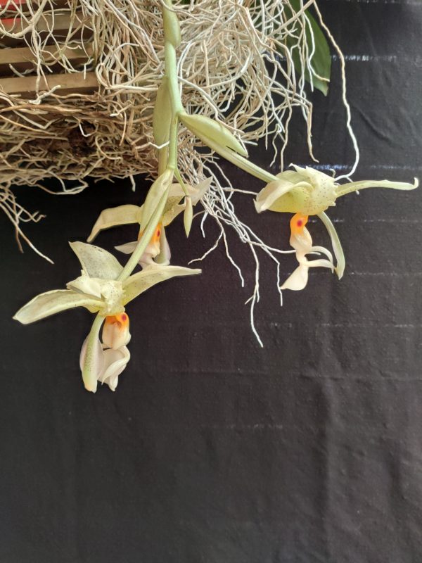 Stanhopea ruckeri