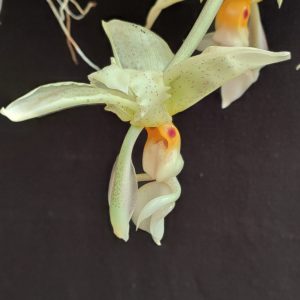 Stanhopea ruckeri
