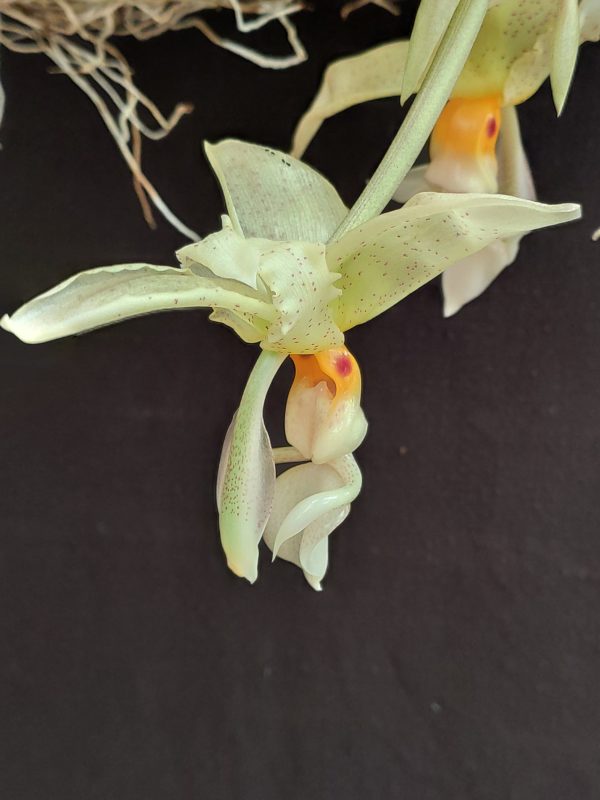 Stanhopea ruckeri