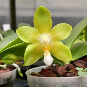 phalaenopsis Yungho Celb Canary X Tsay's Evergreen