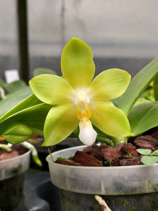 phalaenopsis Yungho Celb Canary X Tsay's Evergreen
