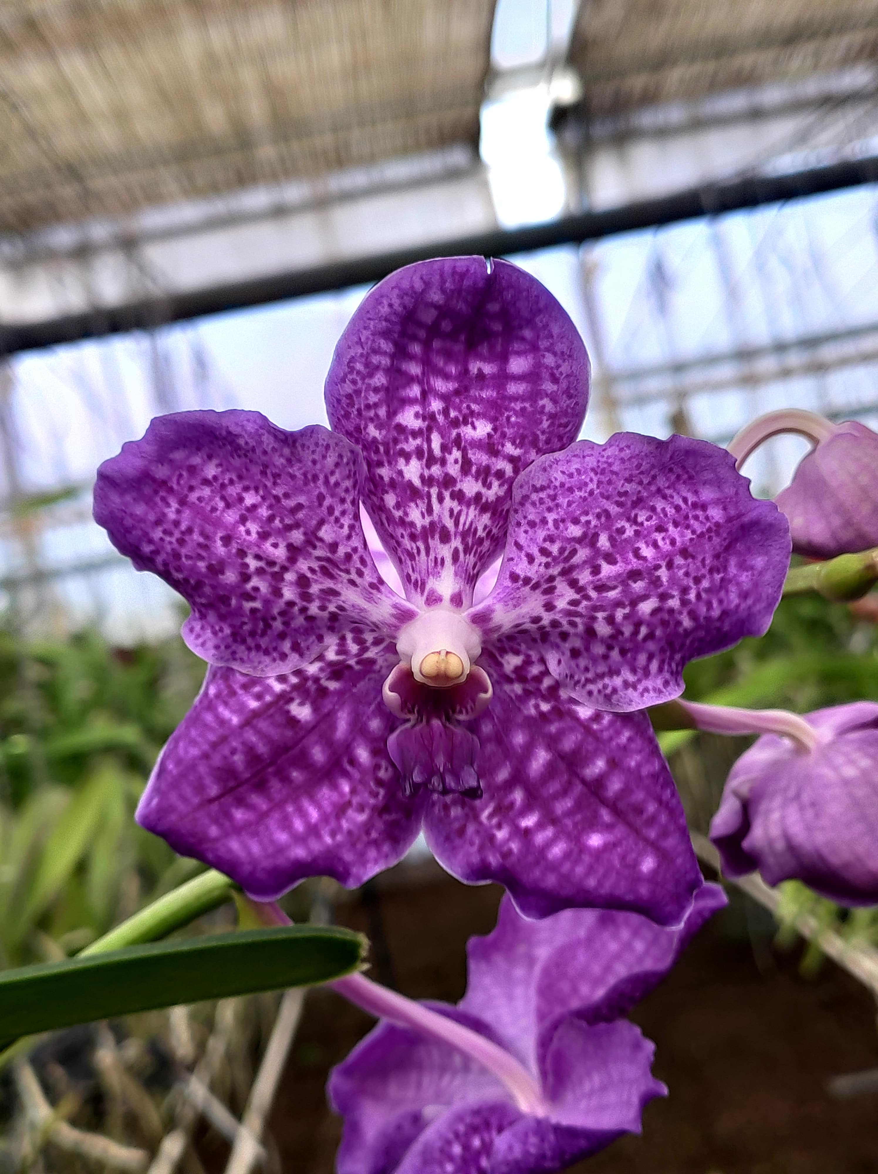 Vanda Kultana Blue x V. tessellata