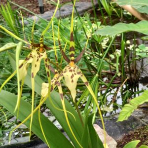 Brassia Rex Cheverny