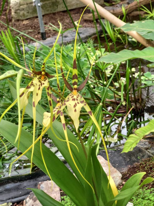 Brassia Rex Cheverny