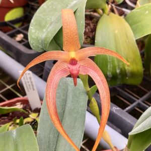 Bulbophyllum Jersey