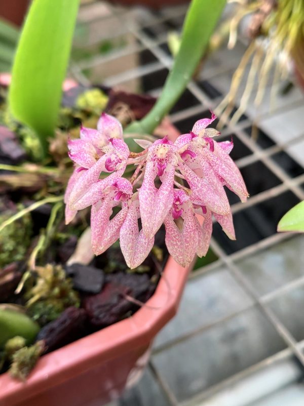 Bulbophyllum fenestratum