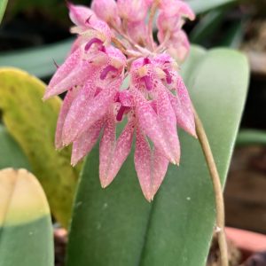 Bulbophyllum fenestratum