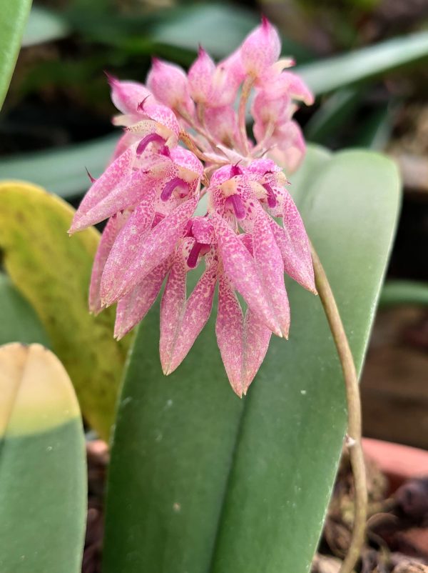 Bulbophyllum fenestratum