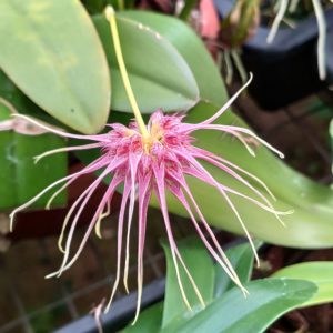 Bulbophyllum medusae X curtisii
