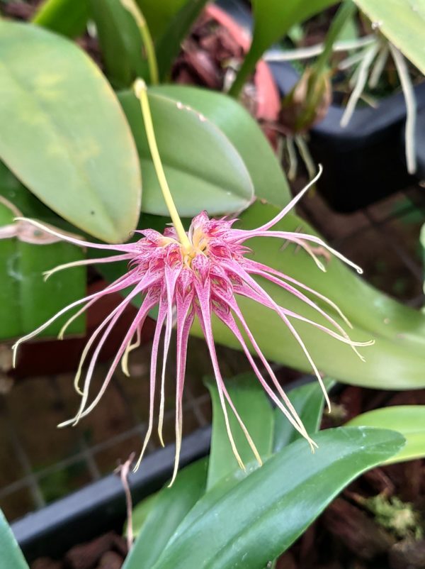 Bulbophyllum medusae X curtisii