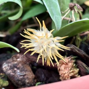 Bulbophyllum odoratissimum