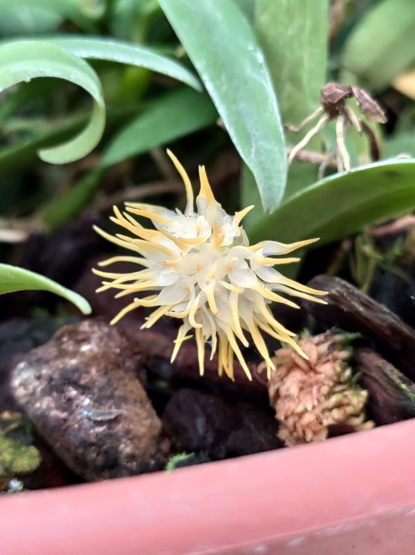 Bulbophyllum odoratissimum