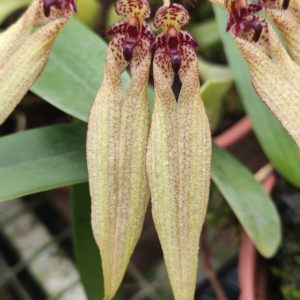 Bulbophyllum picturatum