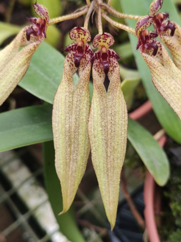 Bulbophyllum picturatum