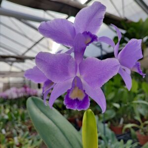 Cattleya Ariel coerulea