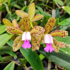 Cattleya Landate x Cattleya tigrina 'Escura'