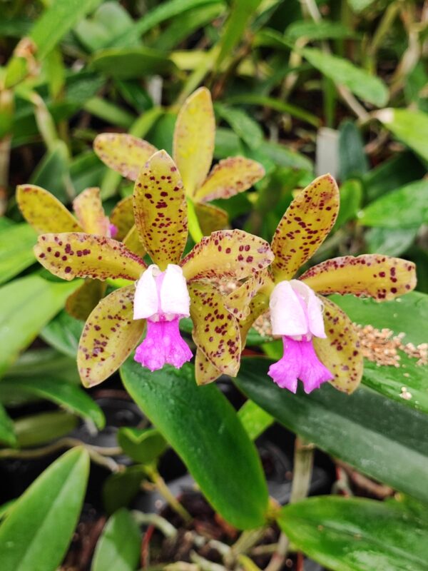 Cattleya Landate x Cattleya tigrina 'Escura'