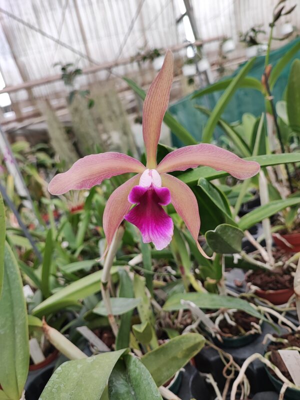 Cattleya tenebrosa 'Midnight' x Cattleya tigrina 'Escura'